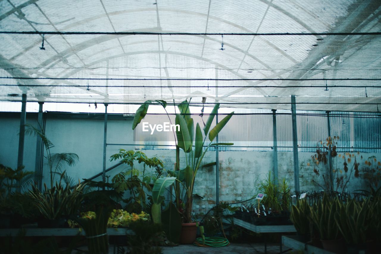 PLANT GROWING IN GREENHOUSE