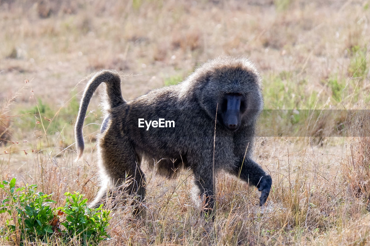 An olive baboon in the maasai mara