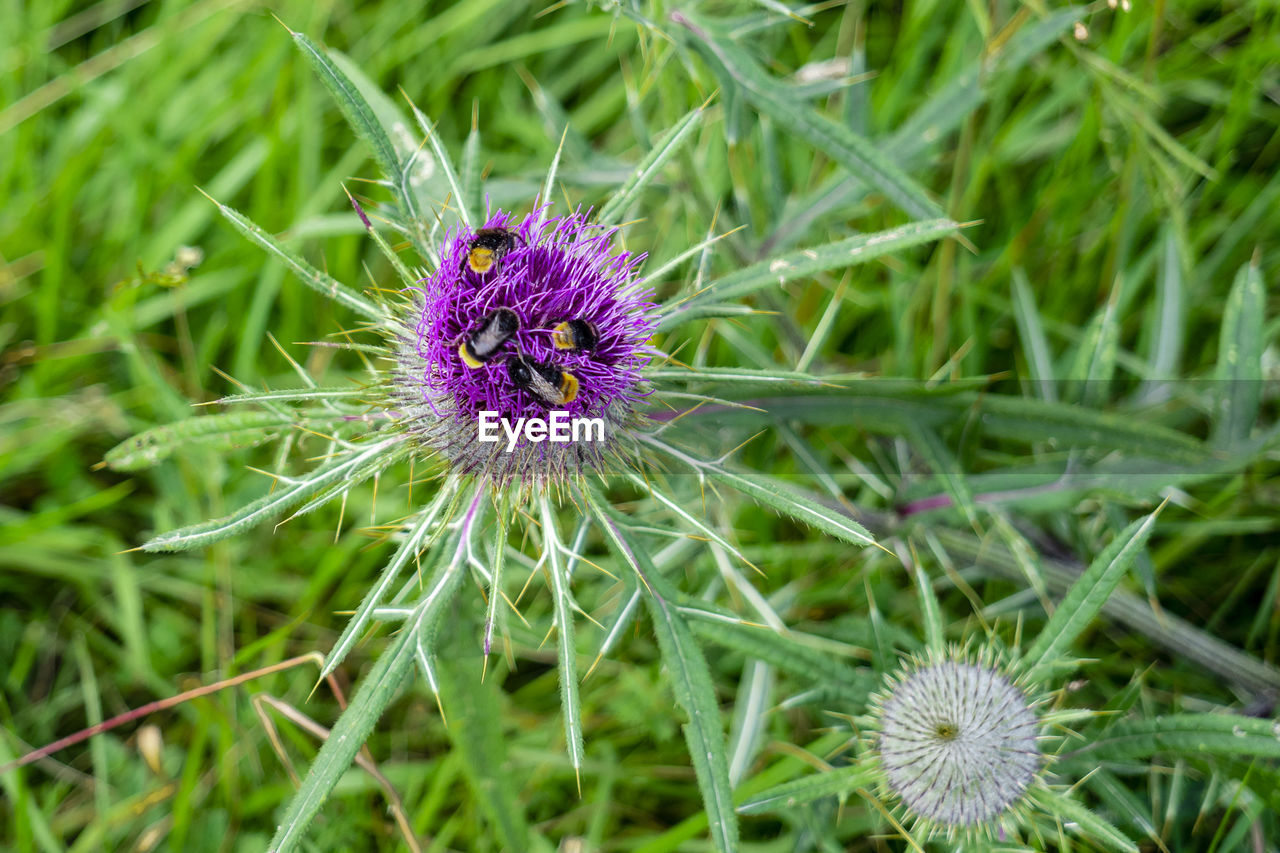 Close-up of purple thistle flower on field