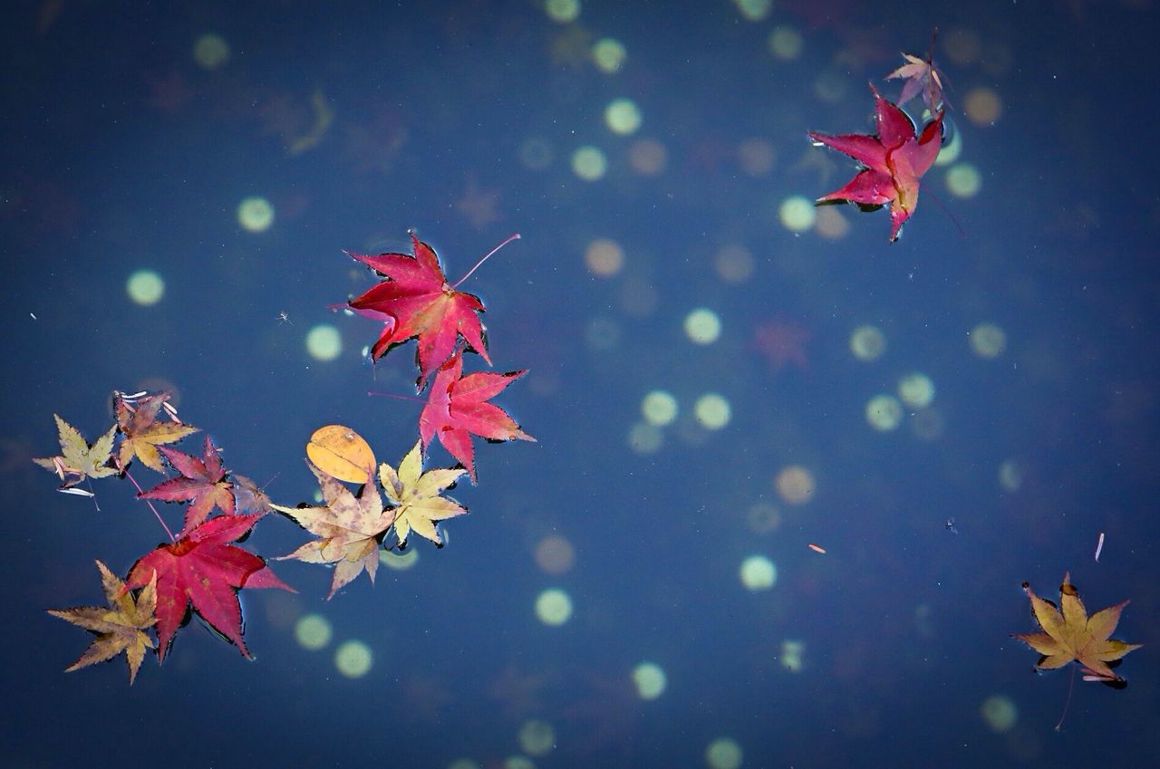 High angle view of maple leaves floating on pond