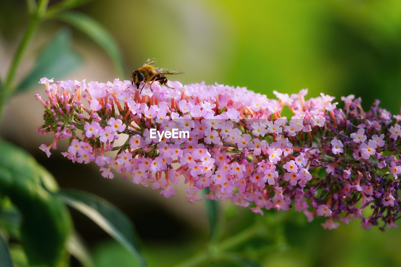 CLOSE-UP OF BEE POLLINATING ON PURPLE FLOWER