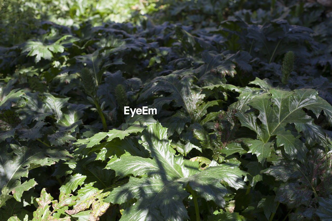 CLOSE-UP OF FRESH PLANTS