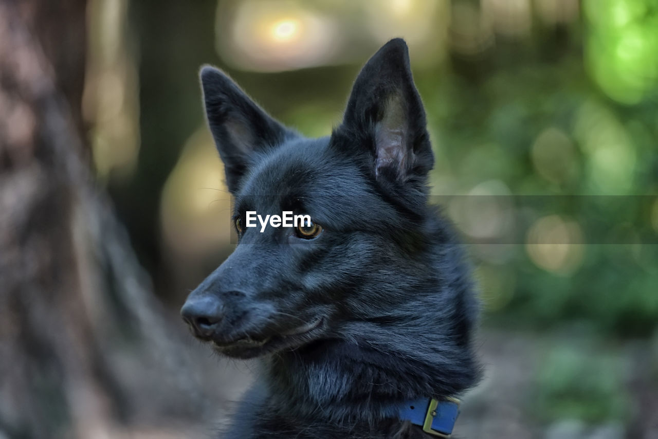 CLOSE-UP OF BLACK DOG LOOKING AWAY