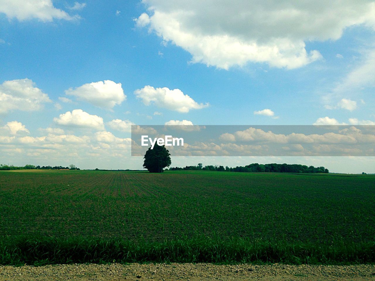 Scenic view of grassy field against sky