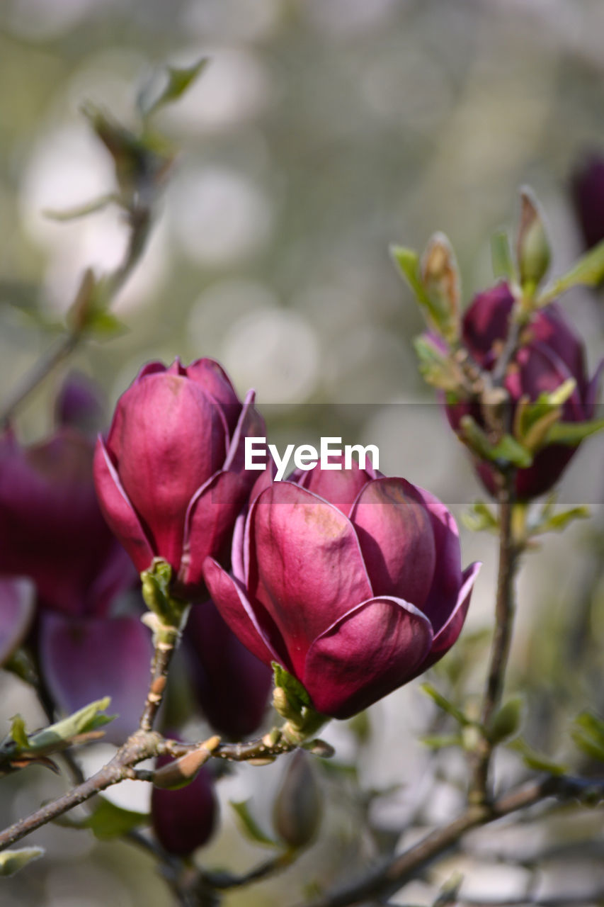Close-up of pink flowering plant