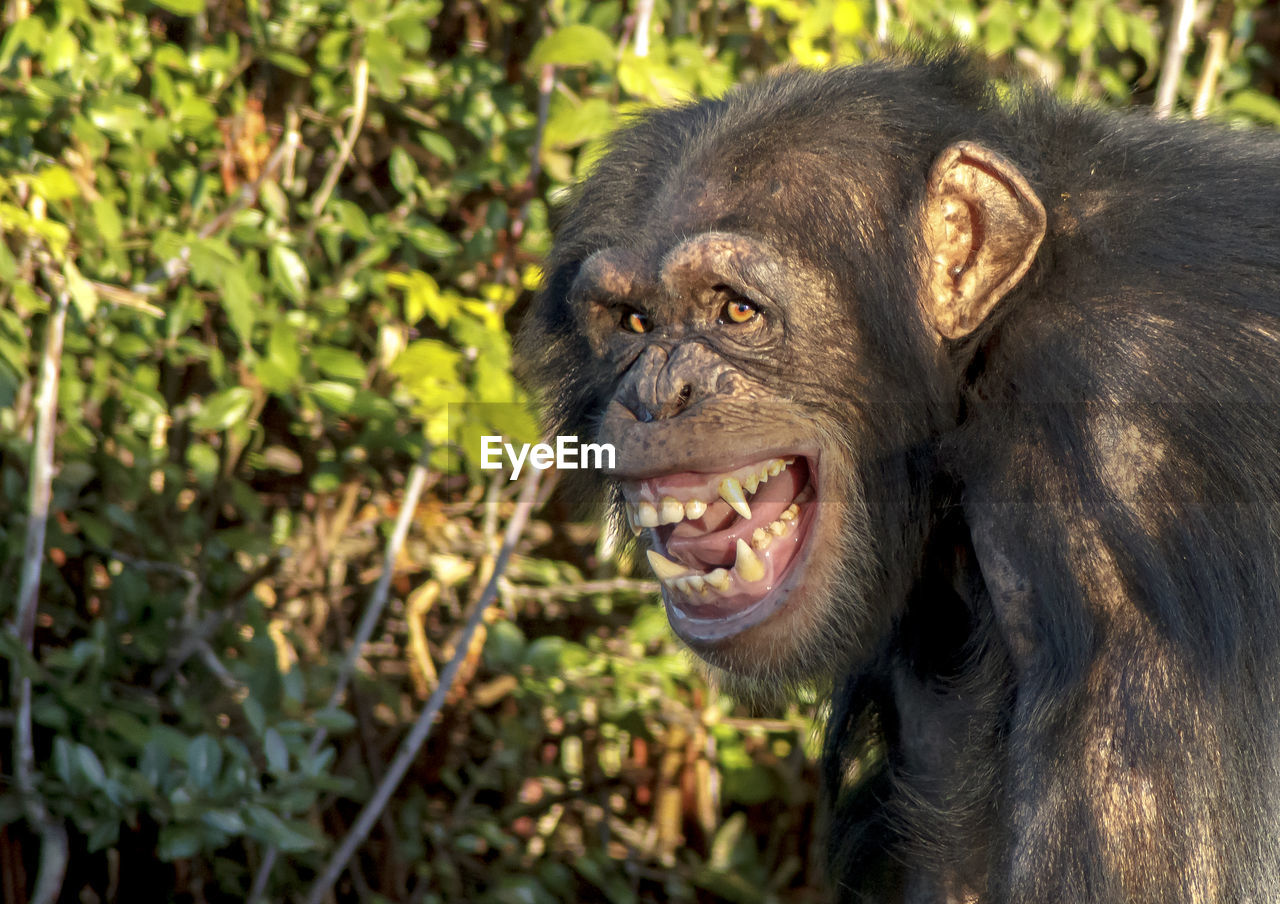 Close-up of chimpanzee against plants