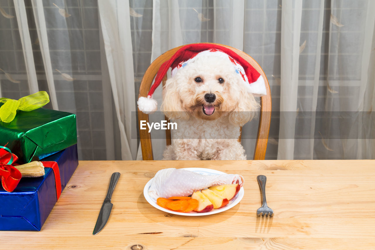 Portrait of poodle wearing santa hat at home