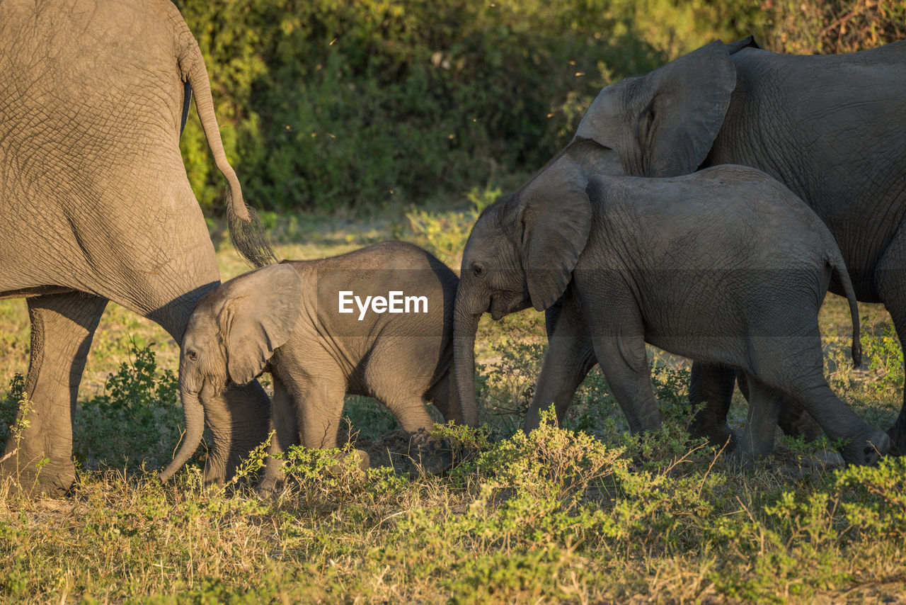 Elephant family walking on field