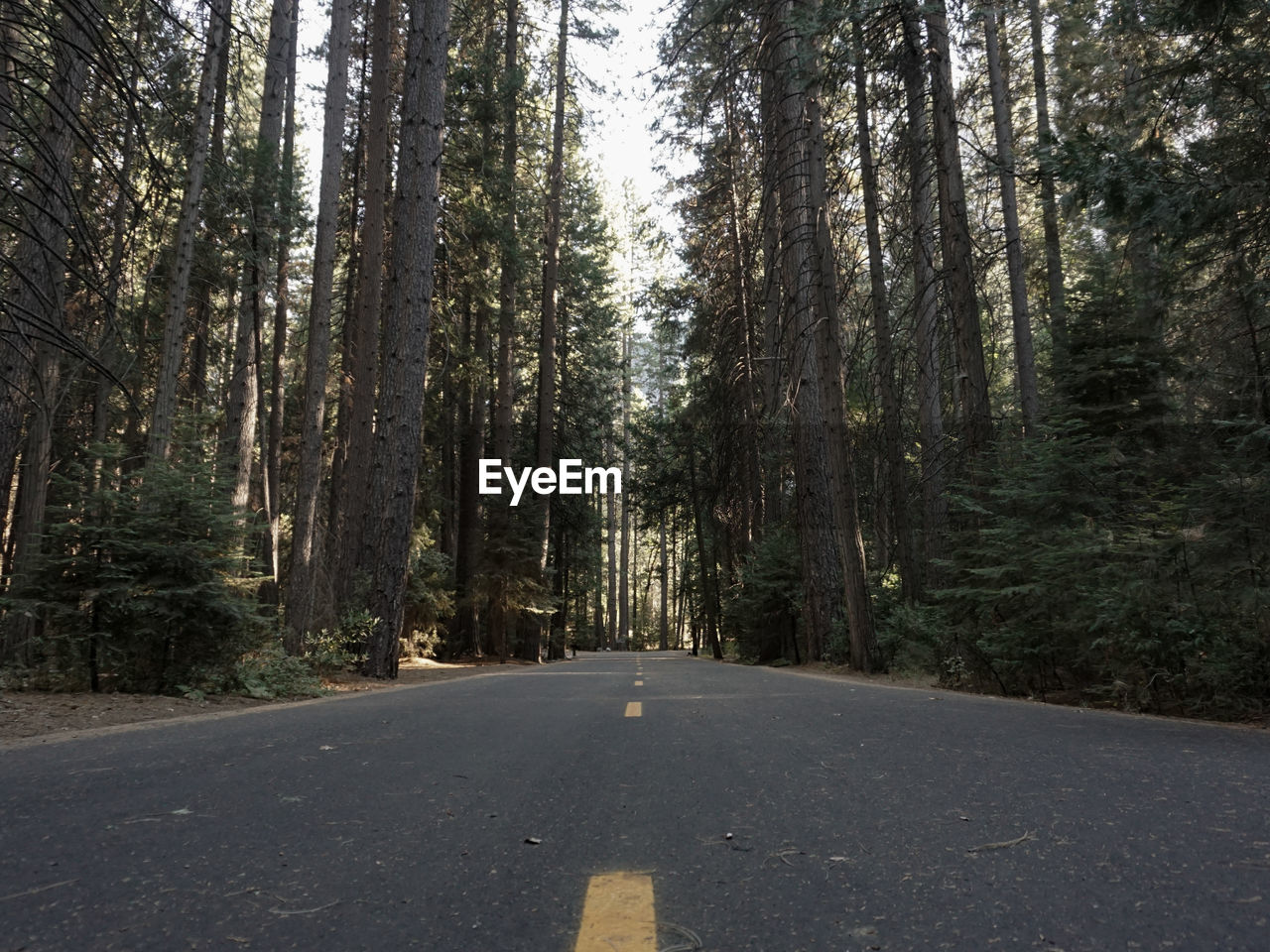 Empty road amidst trees in forest