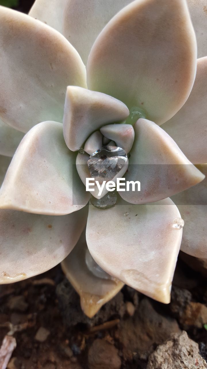 HIGH ANGLE VIEW OF SUCCULENT PLANT IN SUNLIGHT