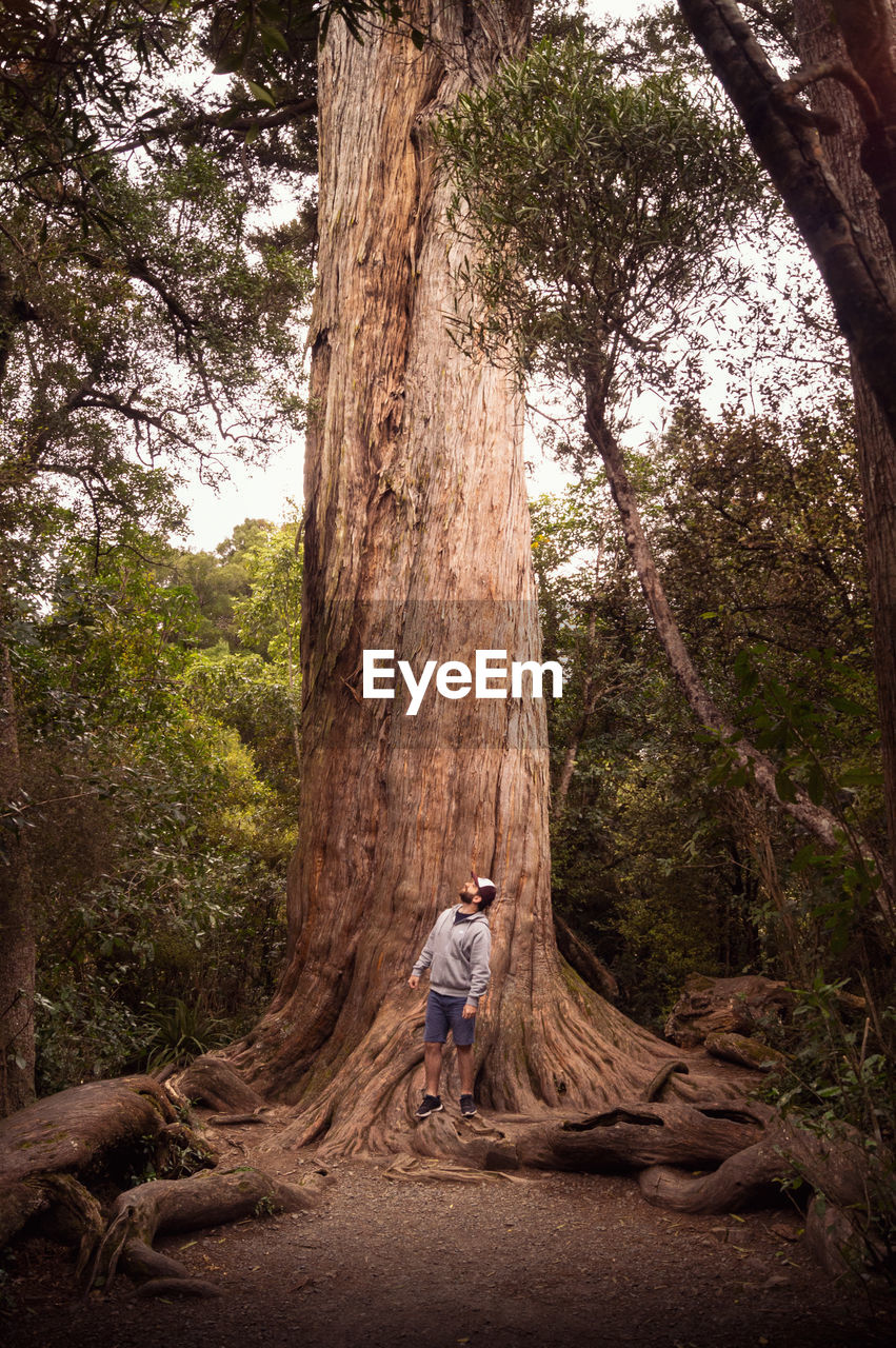 Full length of man standing by majestic tree in forest
