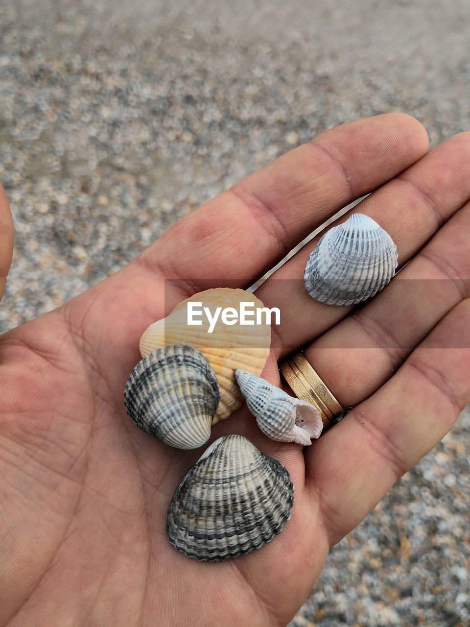 CLOSE-UP OF PERSON HAND HOLDING SEASHELL