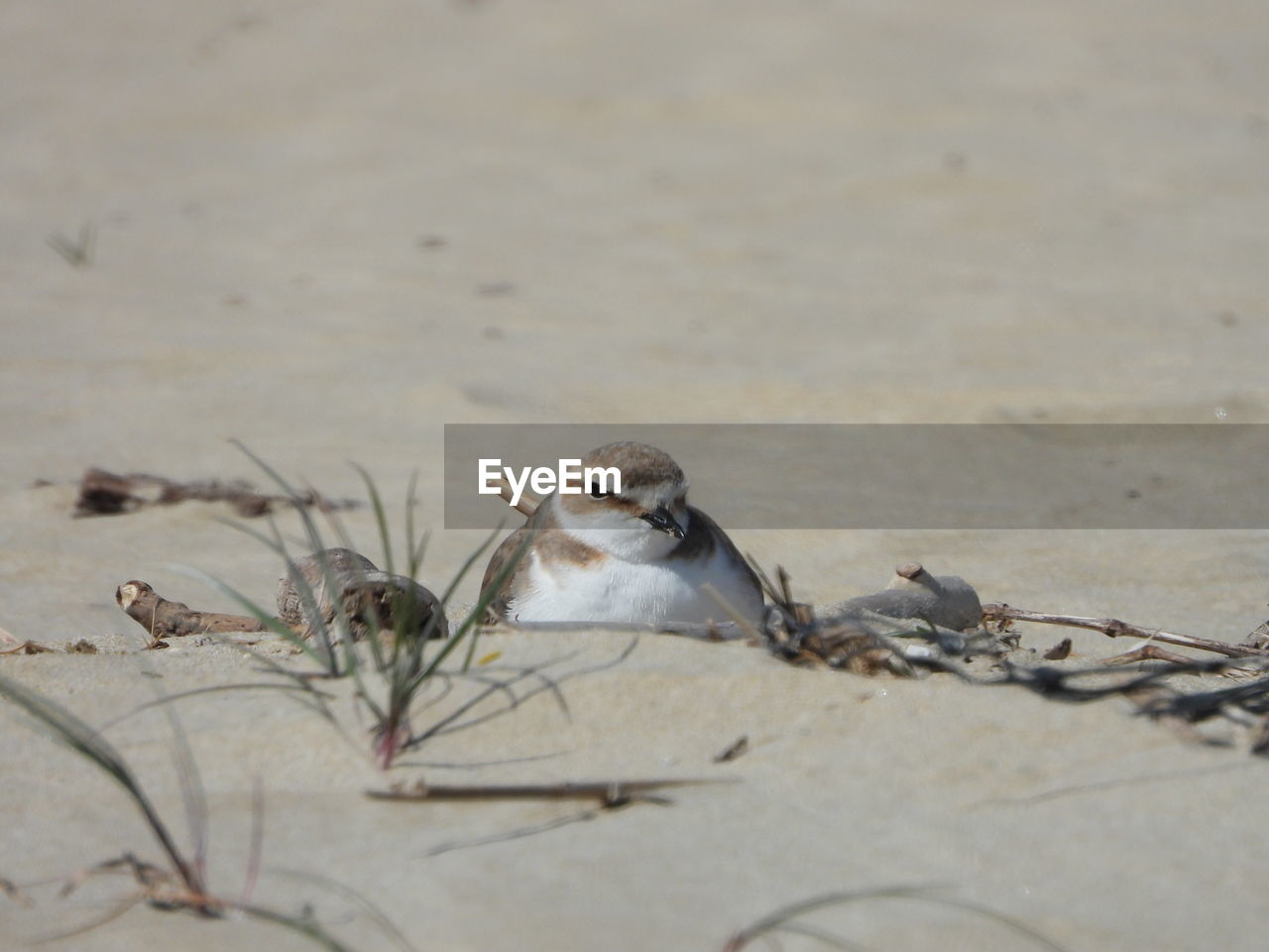 Close-up of kentish plower nesting on sand 