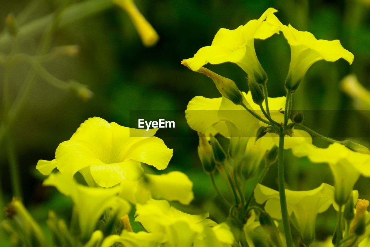 CLOSE-UP OF YELLOW FLOWER PLANT