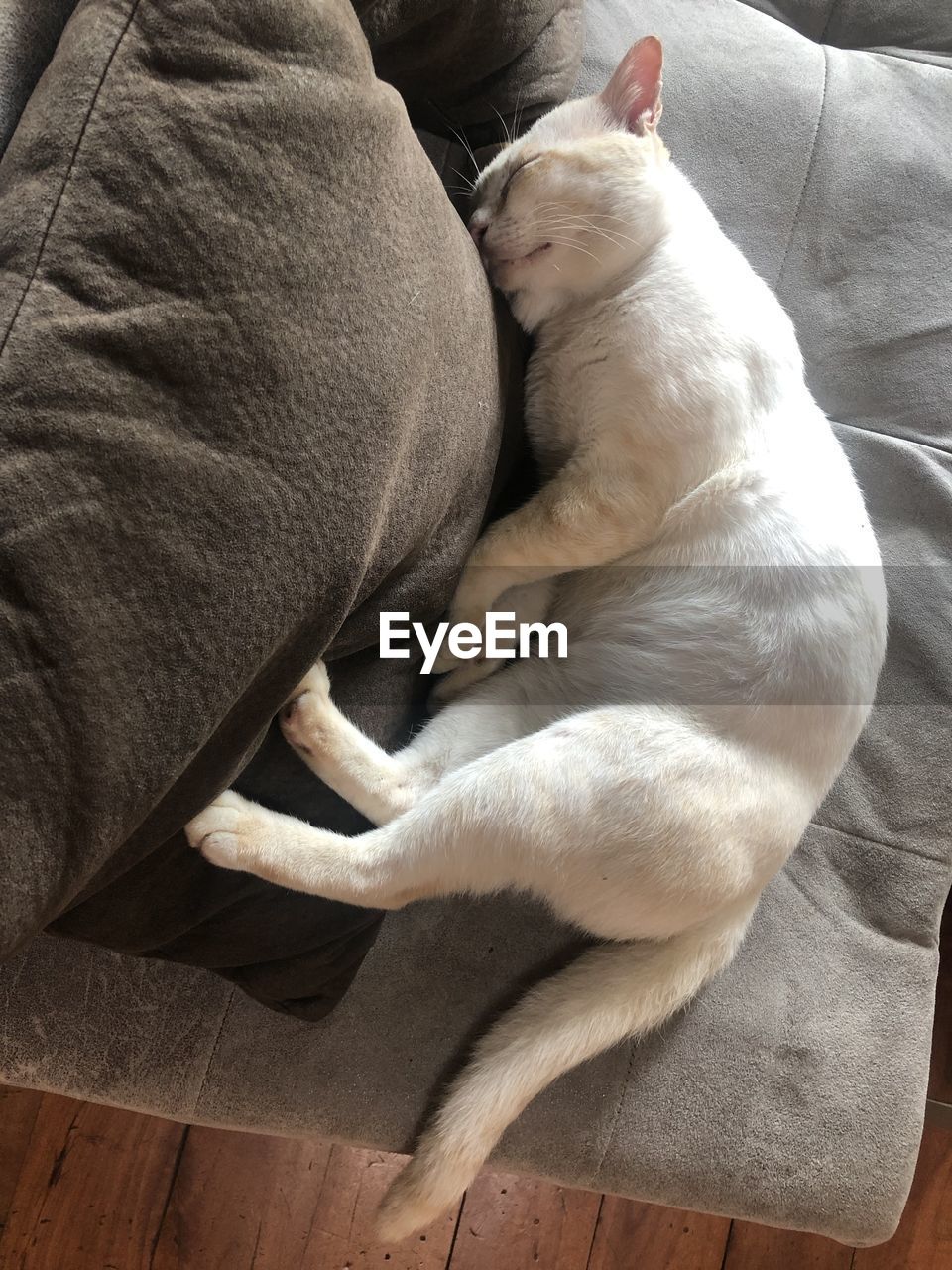 High angle view of cat sleeping at home