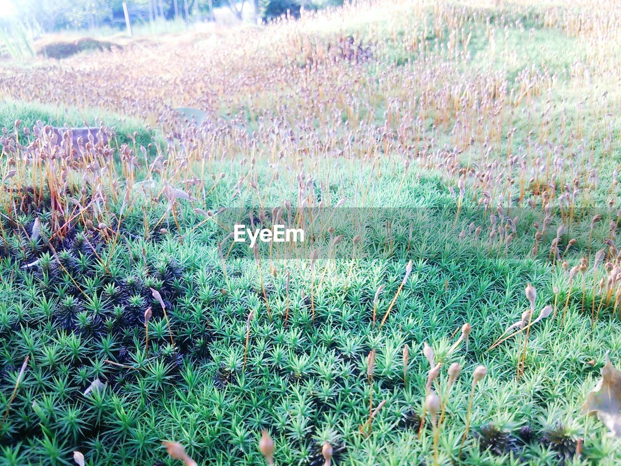 PLANTS GROWING ON FIELD