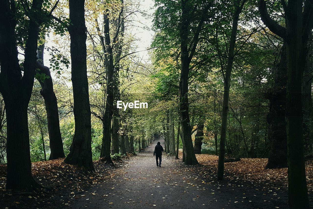 Rear view of man walking on road amidst trees