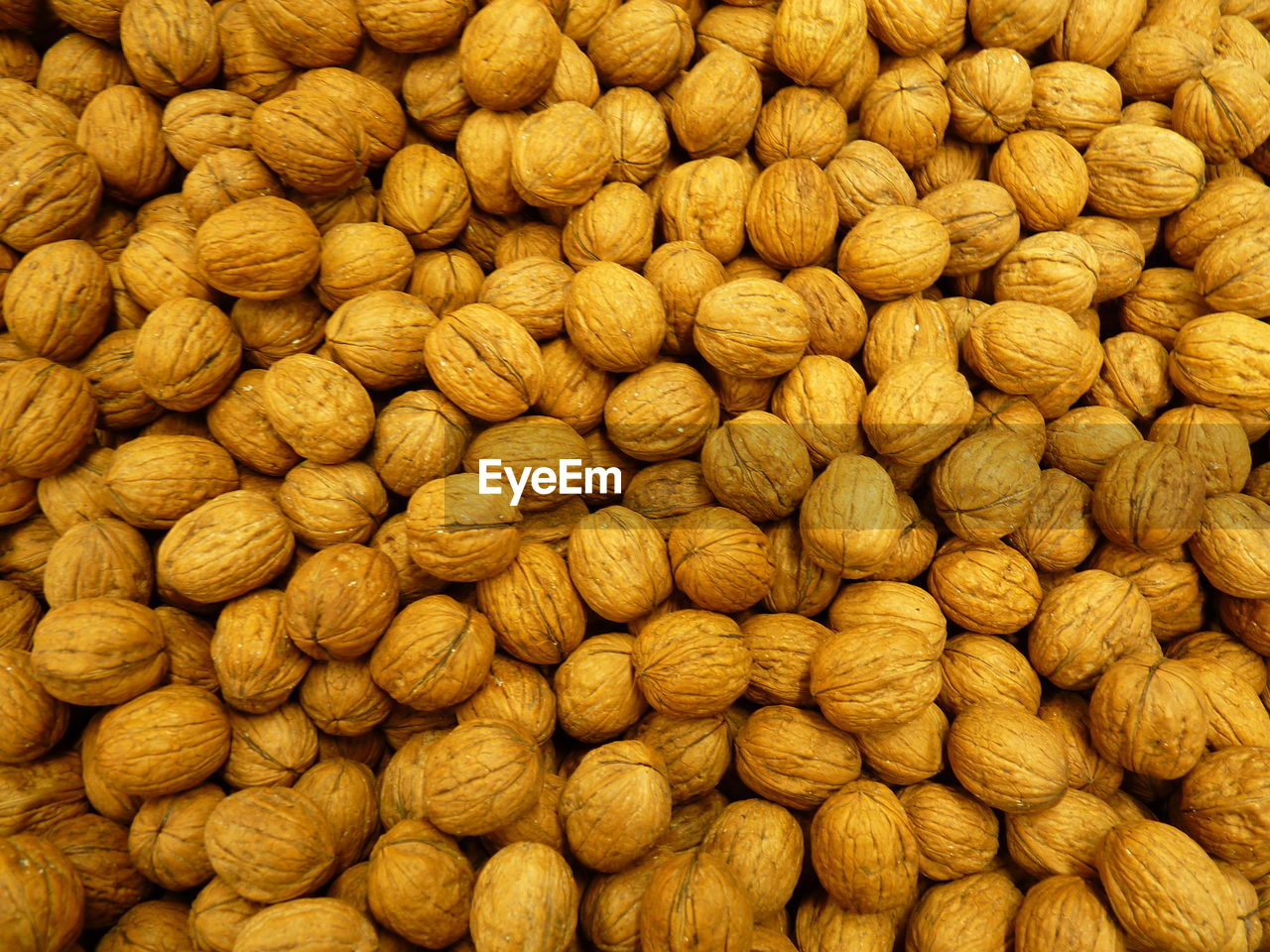 In-shell walnuts are drupes of the genus juglans