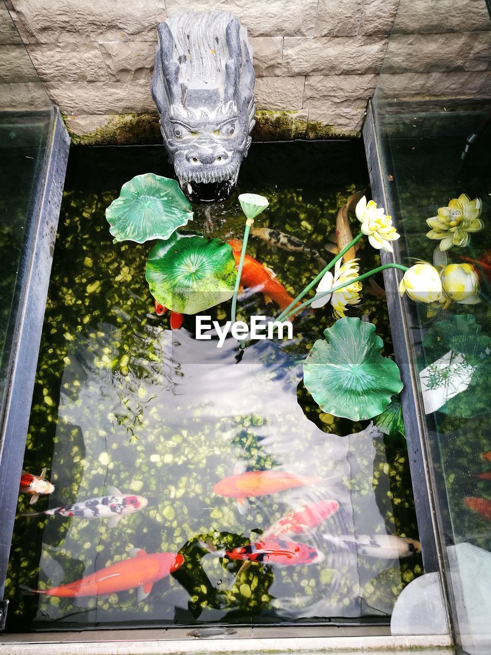 HIGH ANGLE VIEW OF PLANTS ON WATER