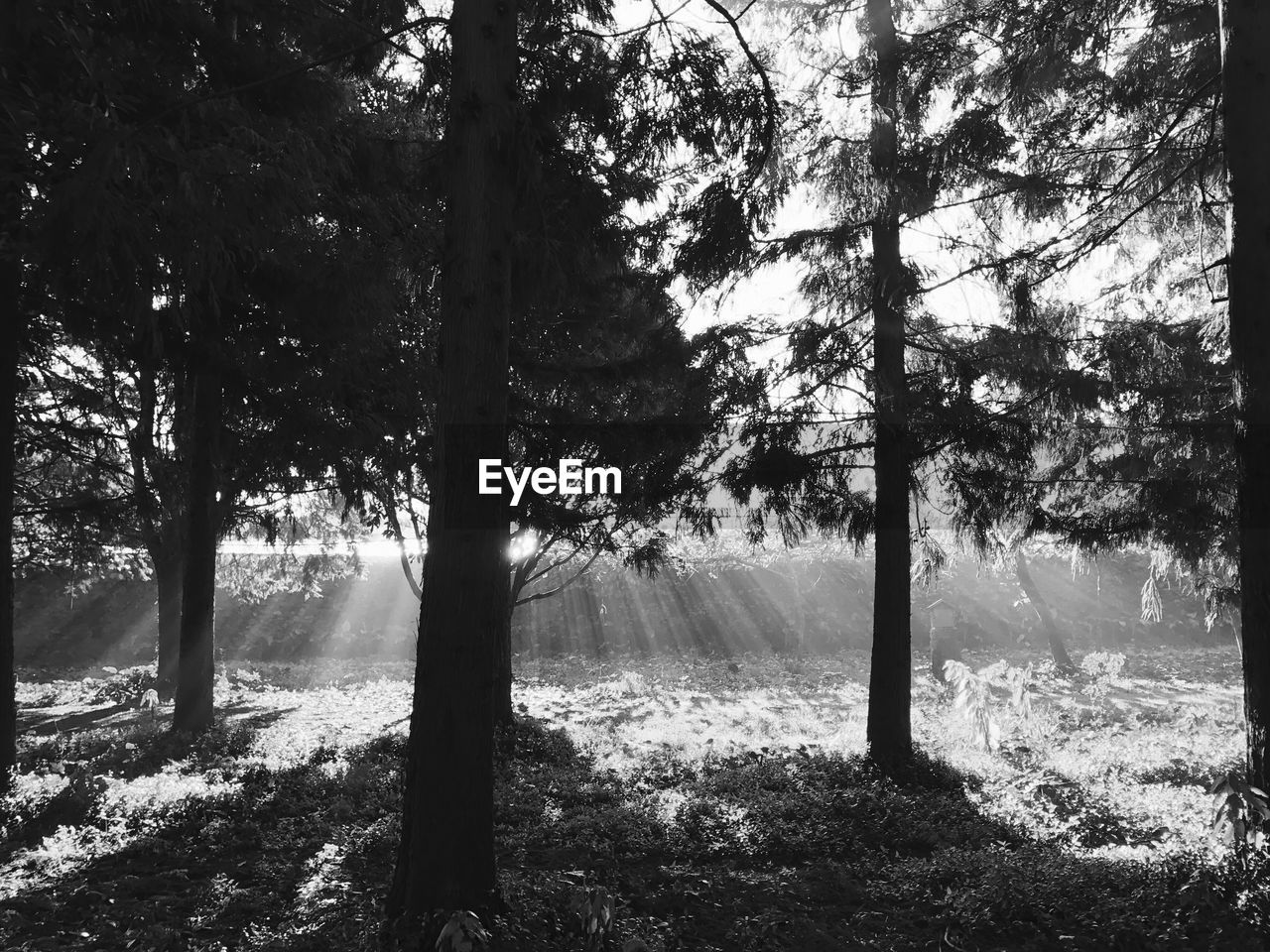 TREES IN WATER AGAINST SKY