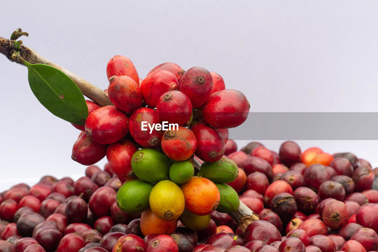CLOSE-UP OF GRAPES IN CONTAINER AGAINST SKY