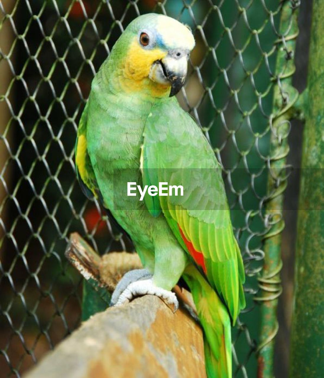 CLOSE-UP OF PARROT IN CAGE AT ZOO