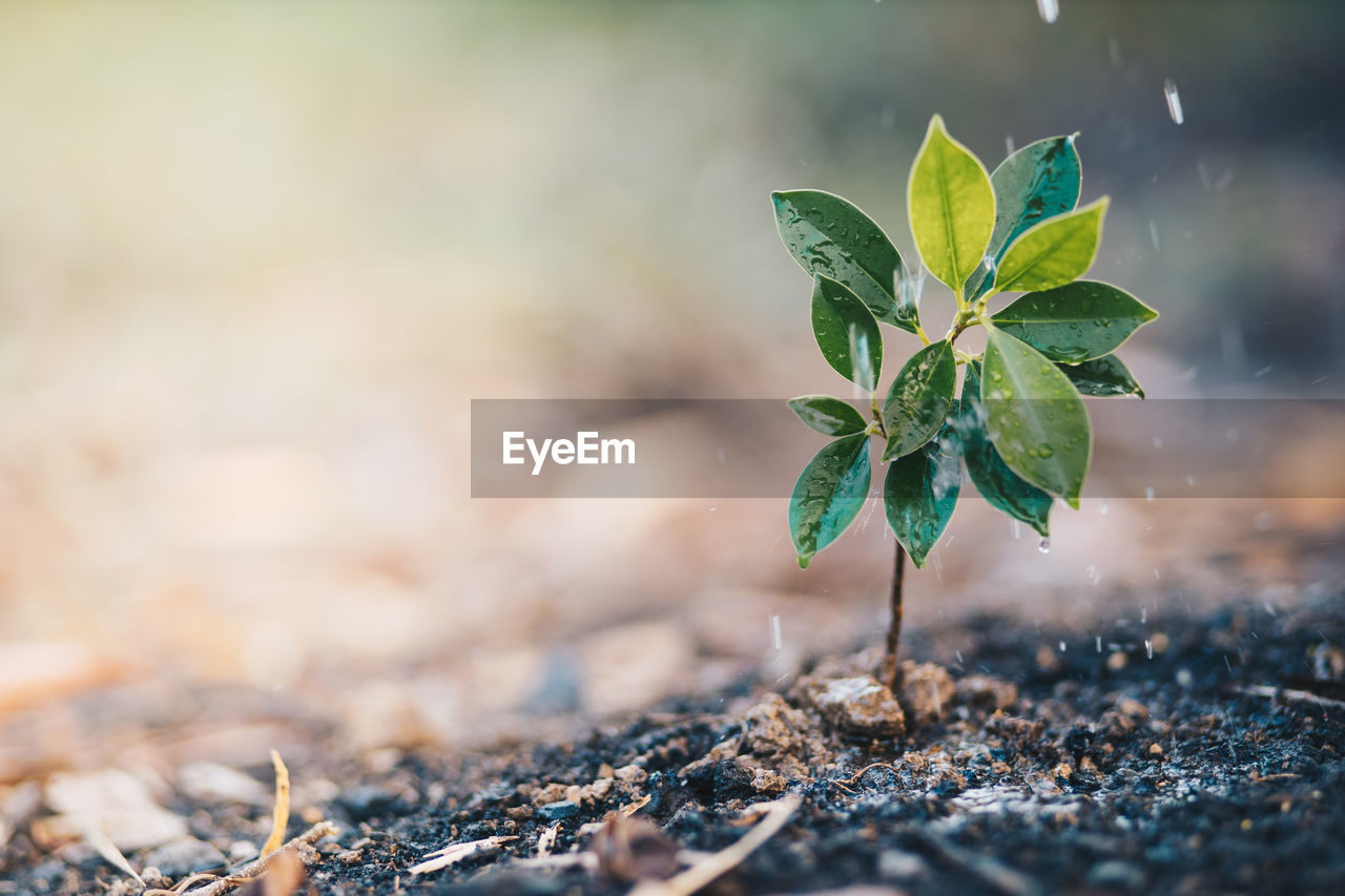 Close-up of small plant growing on field