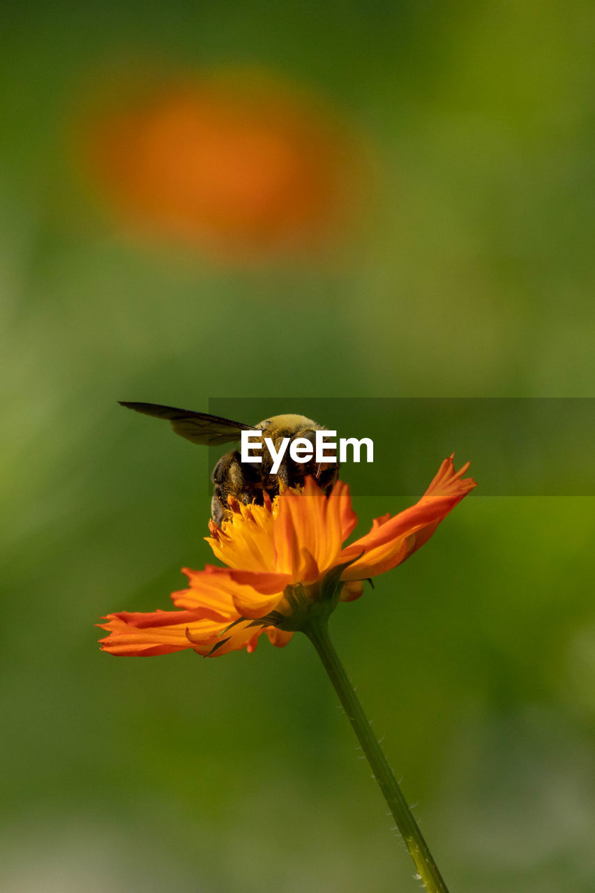 Close-up of insect on flower