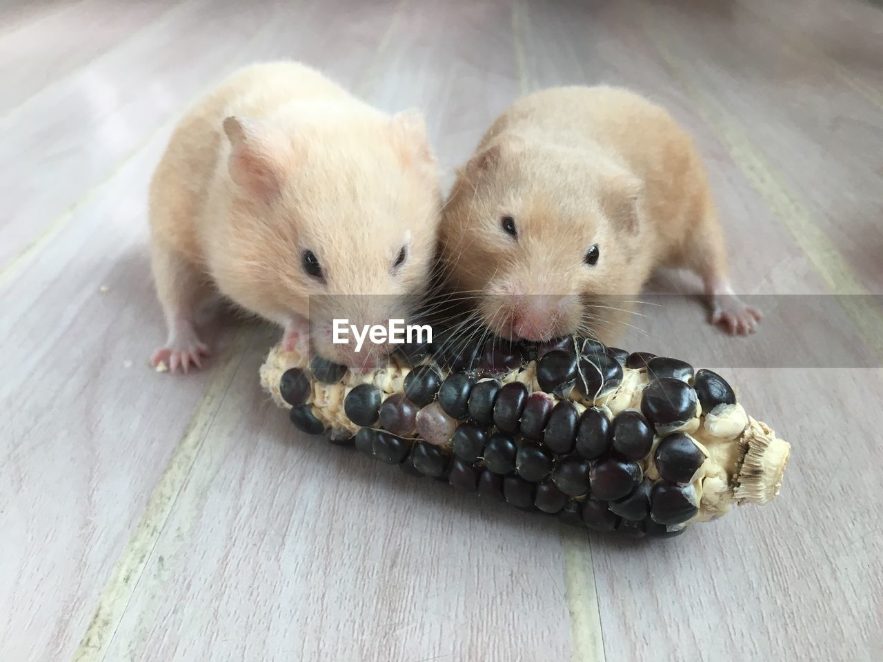 High angle view of hamsters eating corn on table