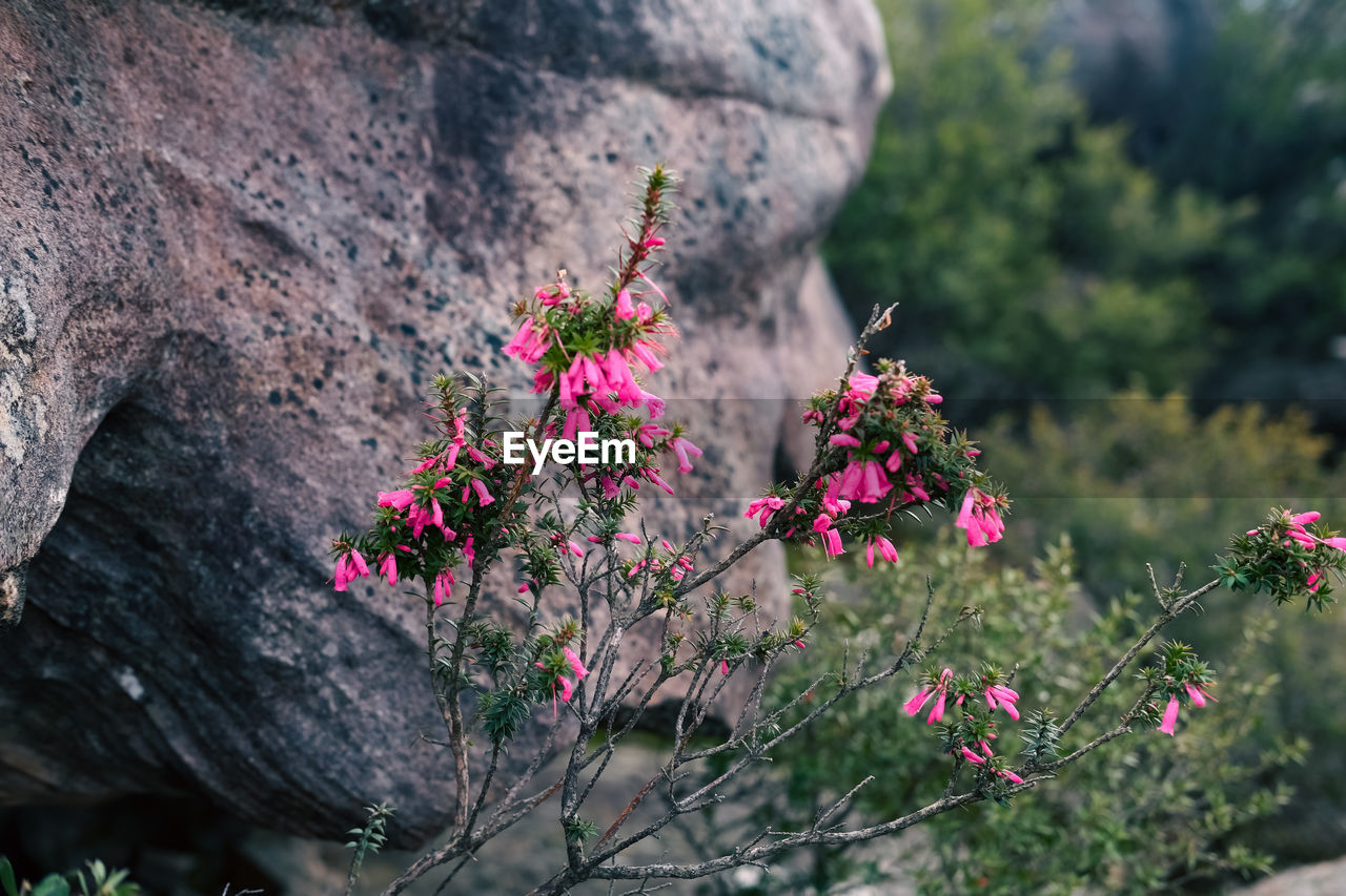 Close-up of wild flowers growing between the rocks in the australian bush