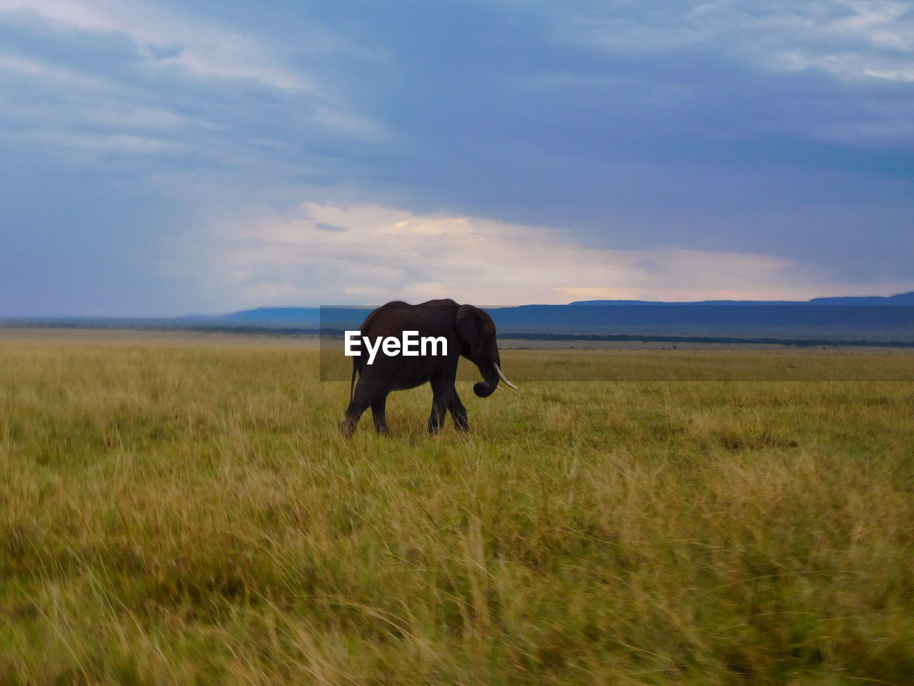 Elephant on a rainy day in masai mara reserve