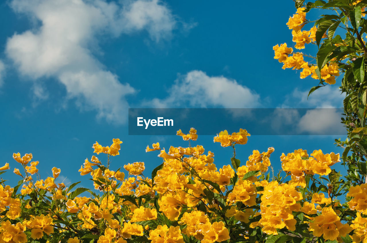 LOW ANGLE VIEW OF YELLOW FLOWERING PLANT AGAINST BLUE SKY