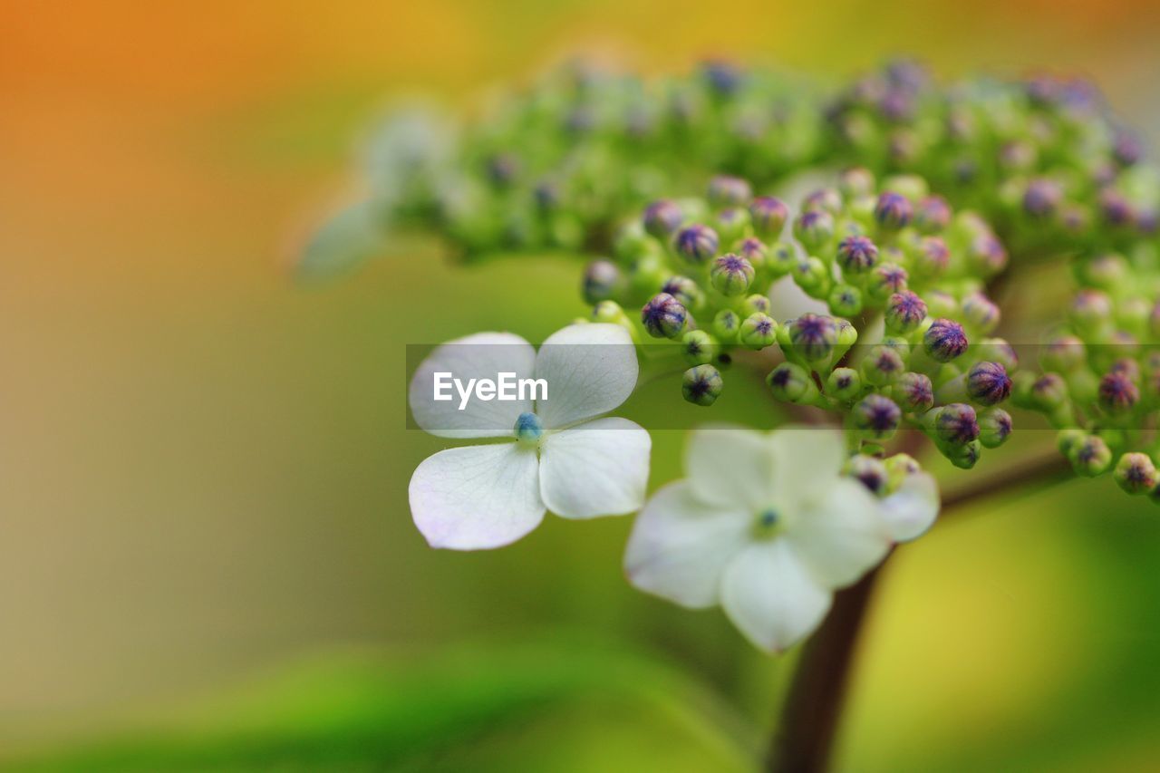 Close-up of purple flowering plant