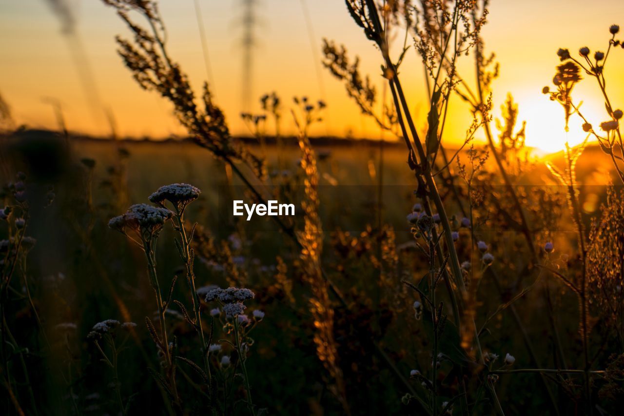 CLOSE-UP OF FLOWERING PLANTS ON FIELD AGAINST SKY