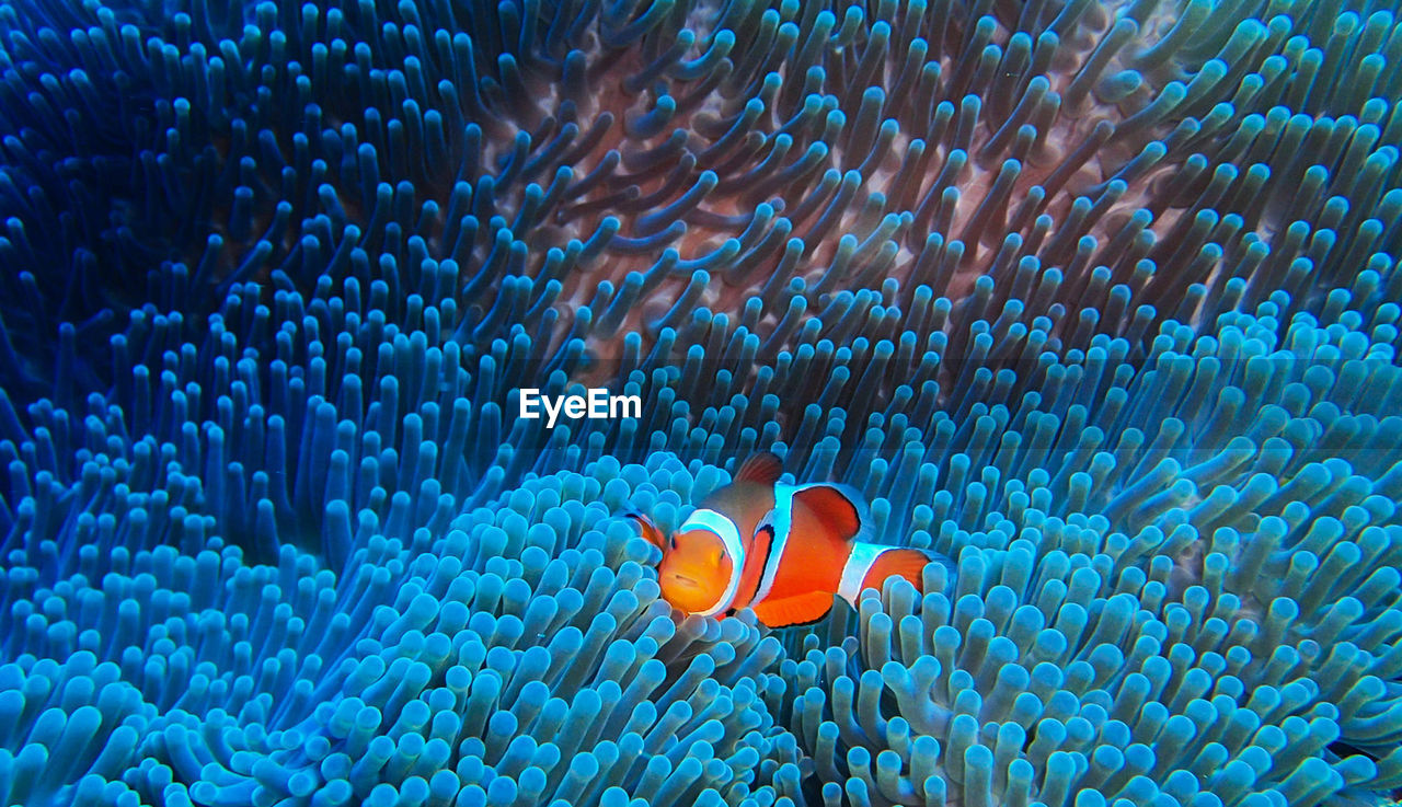 Close-up of fish swimming in sea