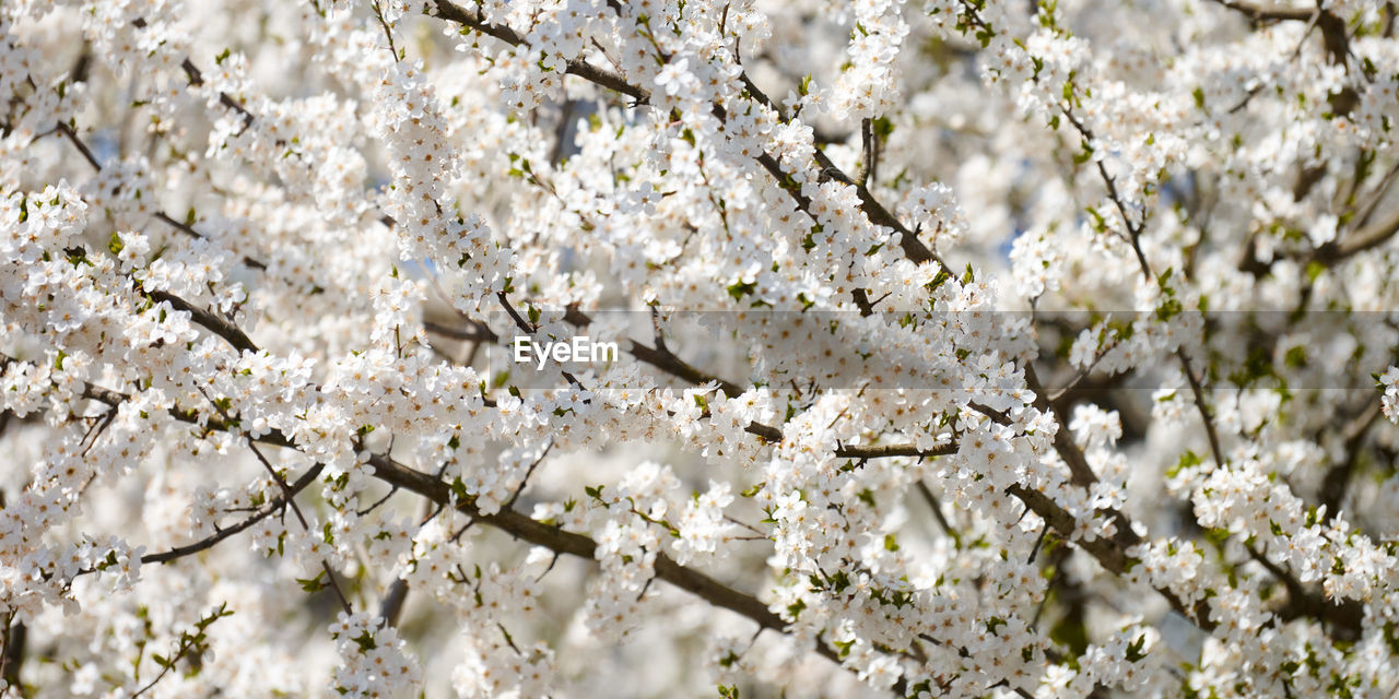 plant, flower, flowering plant, fragility, springtime, blossom, beauty in nature, freshness, growth, tree, nature, branch, white, spring, no people, backgrounds, cherry blossom, day, close-up, full frame, produce, outdoors, botany, cherry tree, fruit tree, low angle view, agriculture, flower head, inflorescence, twig, food, tranquility, sunlight, petal