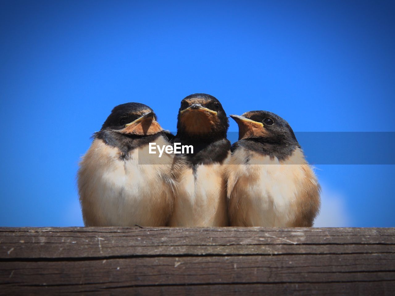 Close-up of birds perching on wood against clear sky