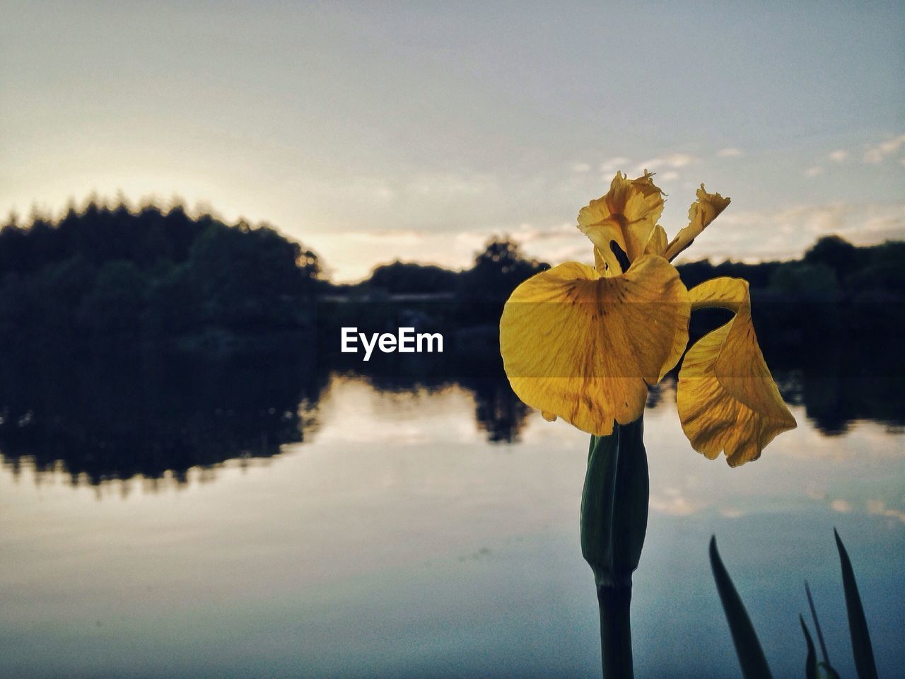Close-up of yellow flower blooming by lake during sunset