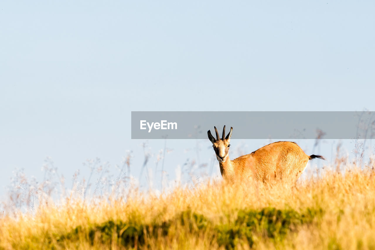 Antelope on field against clear sky