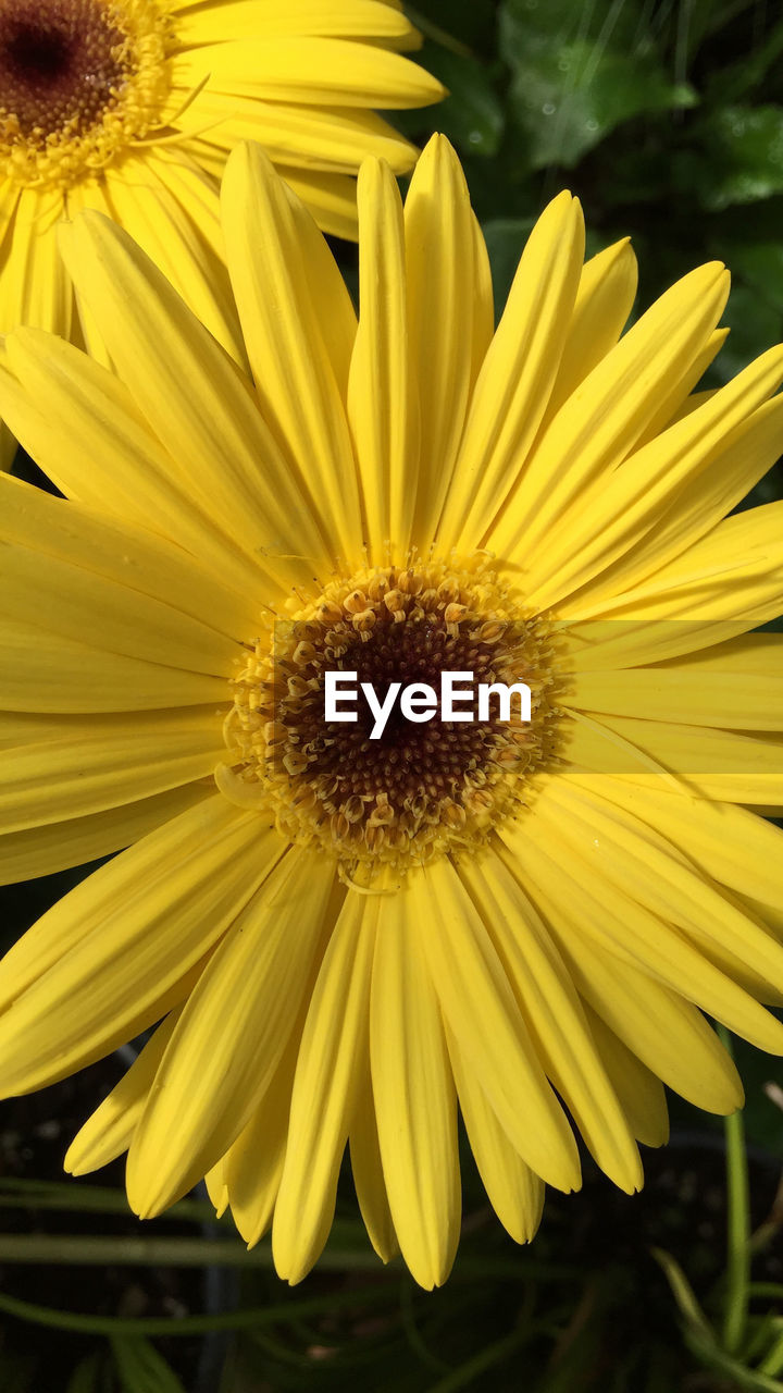 CLOSE-UP OF YELLOW SUNFLOWER