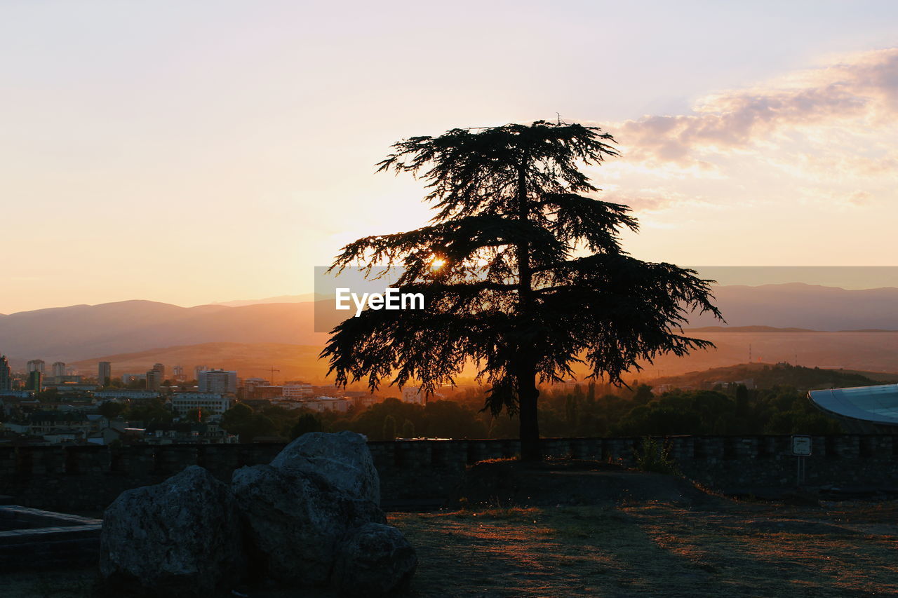 TREE IN CITY AT SUNSET