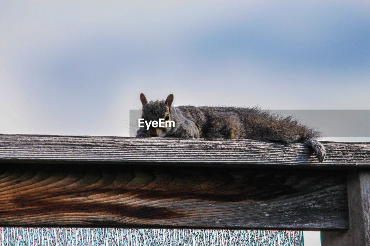 animal, animal themes, mammal, one animal, pet, domestic animals, cat, domestic cat, feline, no people, portrait, roof, looking at camera, sky, architecture, carnivore, blue, nature, wood, small to medium-sized cats, day, built structure