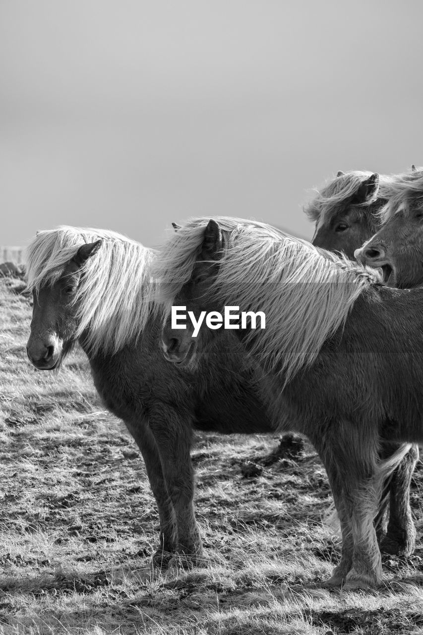 animal, animal themes, mammal, horse, animal wildlife, black and white, domestic animals, livestock, mustang horse, monochrome, monochrome photography, pet, nature, stallion, no people, one animal, mane, standing, pony, land, side view, day, wildlife, field, outdoors, landscape, black, environment, sky