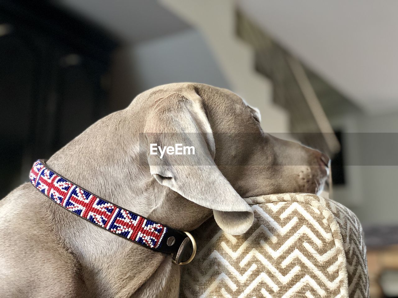 REAR VIEW OF DOG ON THE BLANKET