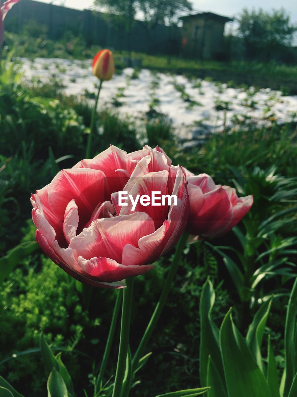 CLOSE-UP OF FRESH FLOWERS BLOOMING IN PARK