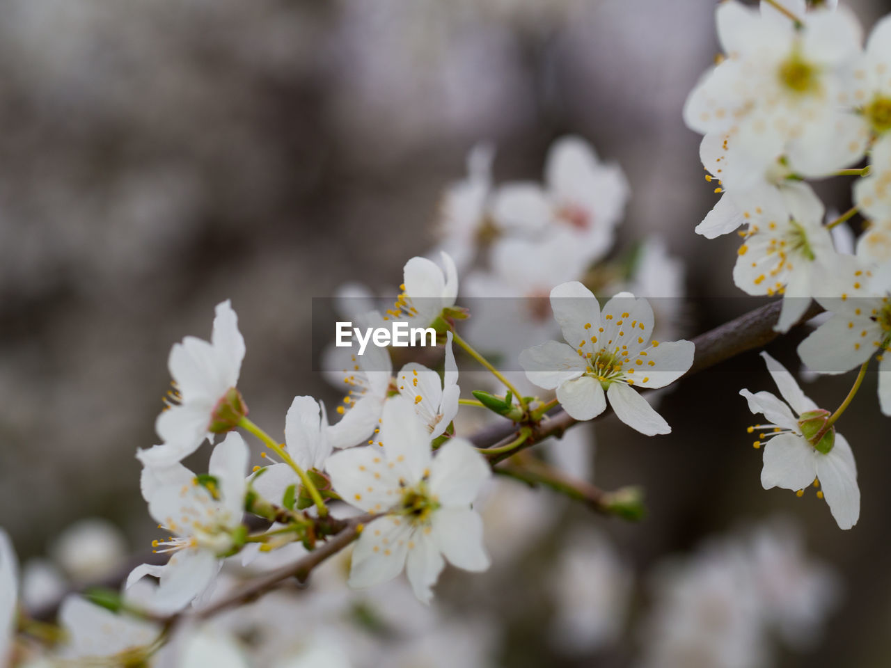 Close-up of white cherry blossoms in spring