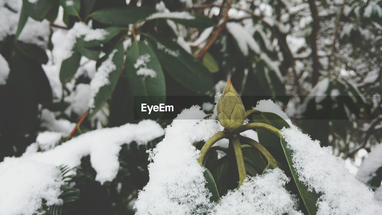 CLOSE-UP OF SNOW COVERED PLANTS