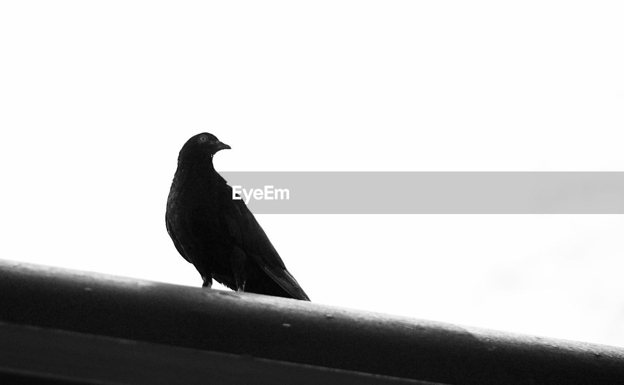 Low angle view of bird perching on wood against clear sky