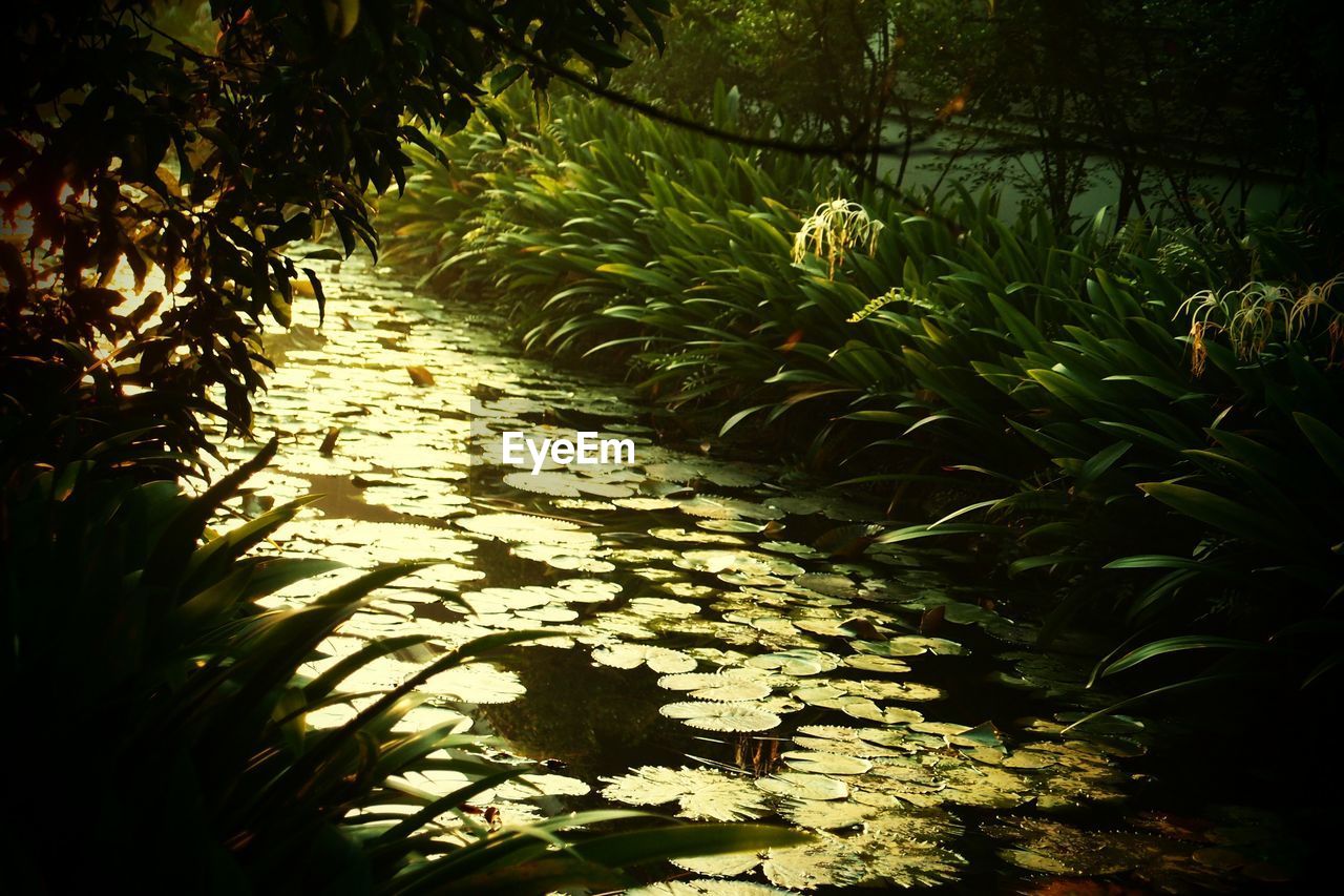 HIGH ANGLE VIEW OF PLANTS GROWING ON LAND