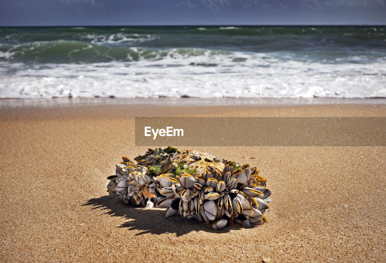 Sea shells on shore